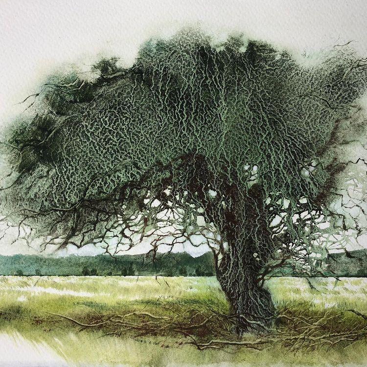 hawthorn